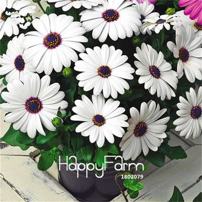 African Blue Eyed Daisy Seeds - Osteospermum Mix for Garden, Bonsai & Outdoor Planting | Fast-Growing Flower Seeds