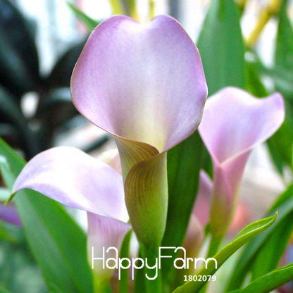 18 Color Rare Calla Lily Seeds - High Germination Rate, Fast US Shipping