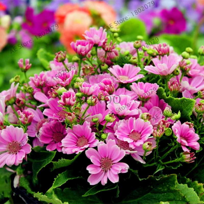 Cineraria Flower Seeds - 23 Colorful Bonsai Varieties for Home & Garden DIY Planting