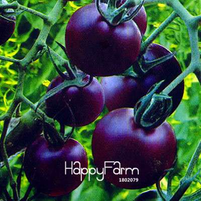 Giant Tomato Seeds for Home Garden - Sweet Pumpkin Tomato, Balcony & Container Planting
