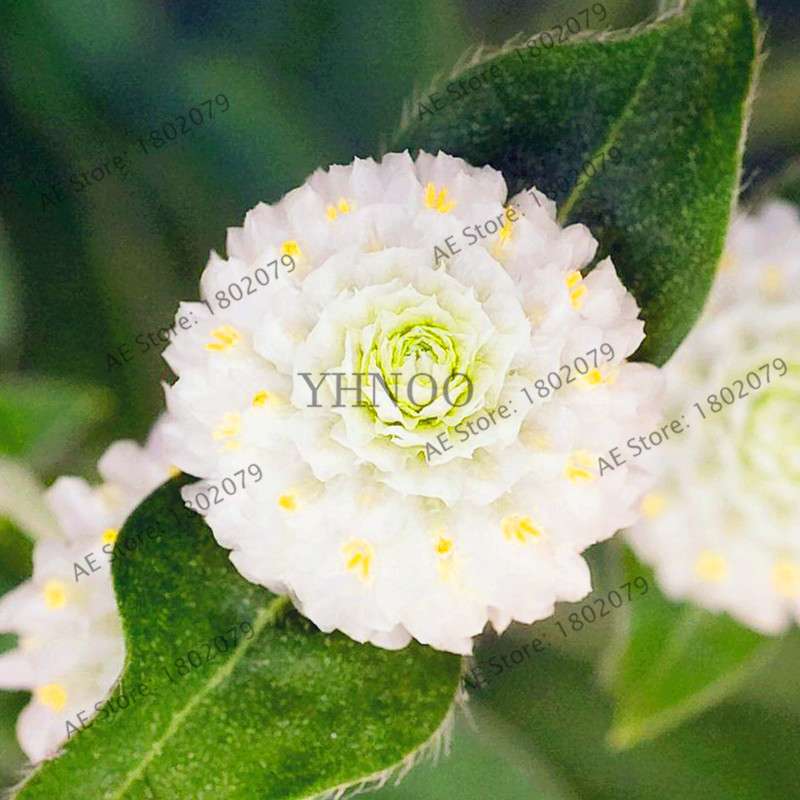 Rare Mini Gomphrena Globosa Seeds - Vibrant Perennial Flowers for Garden & Bonsai