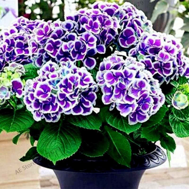 Hydrangea Bonsai Seeds - Perennial Wedding Flowers for Home & Garden - Easy to Grow