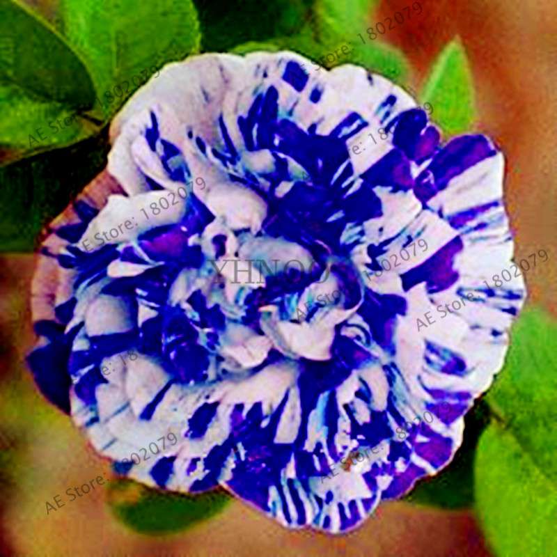 Rare Candy Stripe Rose Seeds - Mixed Color Bonsai Flower Seeds for Home Garden (Black, Blue)