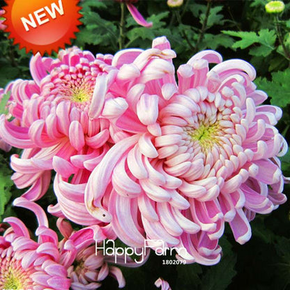 Rare Bicolor Pink & Yellow Chrysanthemum Seeds - DIY Garden Flowers, Fast-Growing Potted Plants