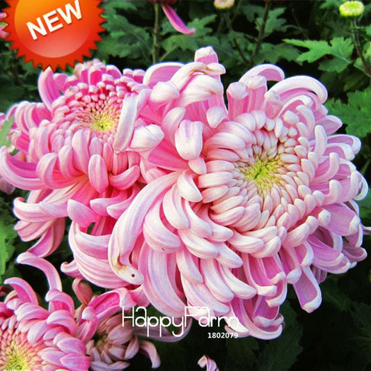 Rare Bicolor Pink & Yellow Chrysanthemum Seeds - DIY Garden Flowers, Fast-Growing Potted Plants