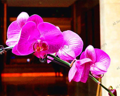 Rare Mixed Color Butterfly Orchid Seeds - Beautiful Bonsai Balcony Flowers for Garden Planting