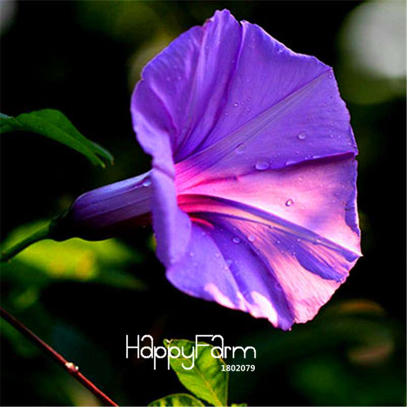 Types Ipomoea Nil Seeds - Chinese Morning Glory Flowers, Fast US Shipping