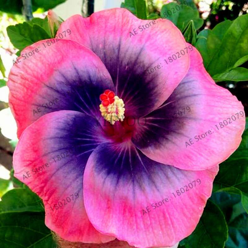 24-Color Giant Dinnerplate Hibiscus Seeds - Perennial Flower for Home, Bonsai & Garden Planting