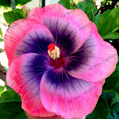 24-Color Giant Dinnerplate Hibiscus Seeds - Perennial Flower for Home, Bonsai & Garden Planting