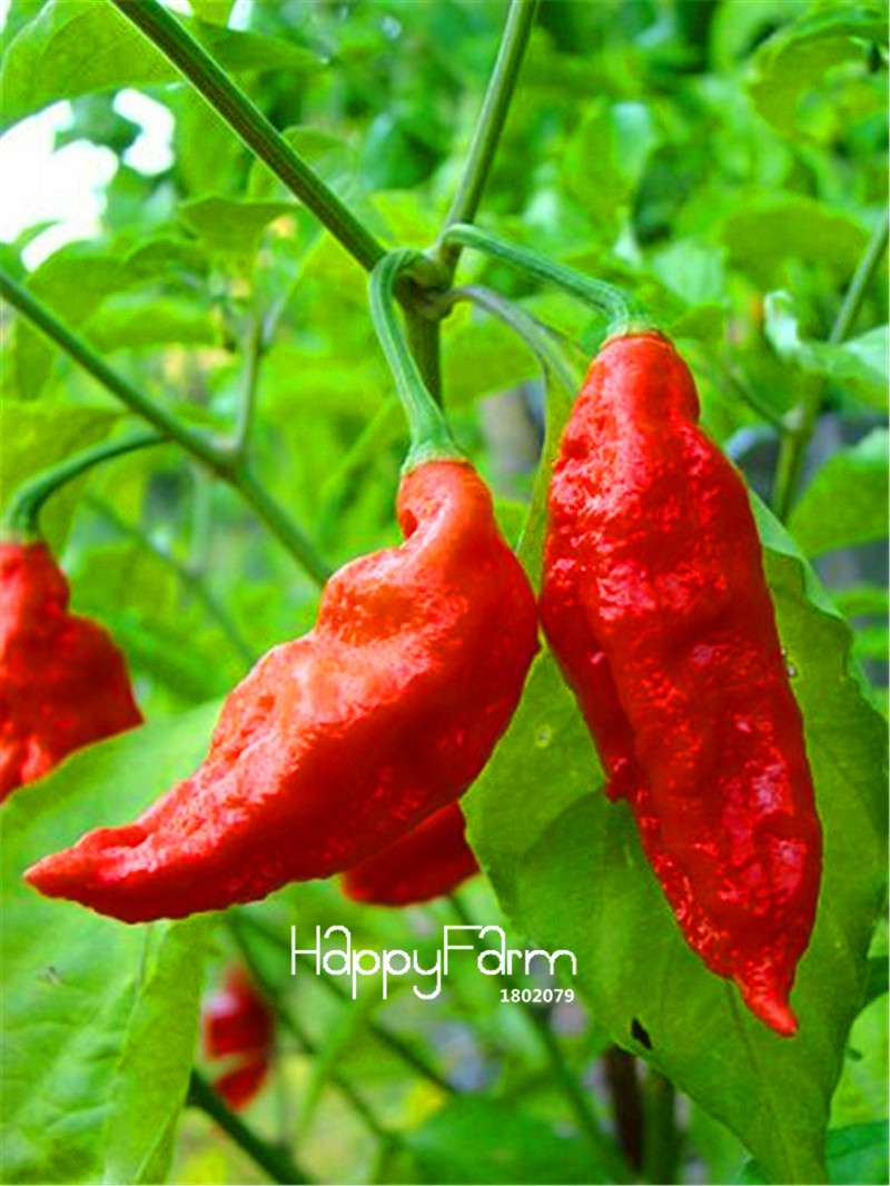 16 Hot Chili Pepper Varieties, Non-GMO Vegetable Seeds for Home Garden & Happy Farm
