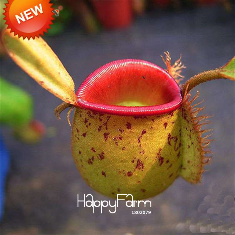 Carnivorous Nepenthes Seeds - Mosquito Eating Plant for Bonsai & Garden - Rare Insectivorous Variety