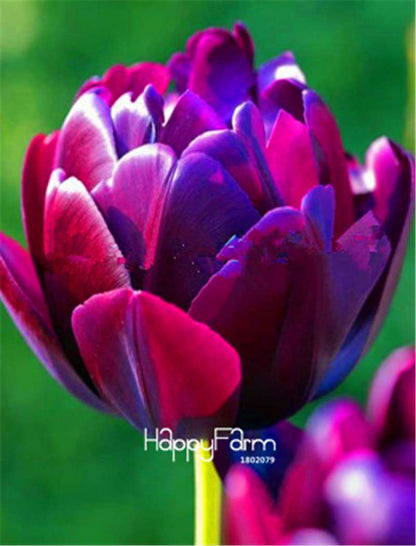 Dutch Tulip Flower Seeds - Potted Bonsai for Home & Garden Planting
