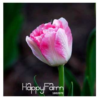 Hydroponic Tulip Bonsai Seeds - Grow Blooming Indoor Flowers, Not Bulbs