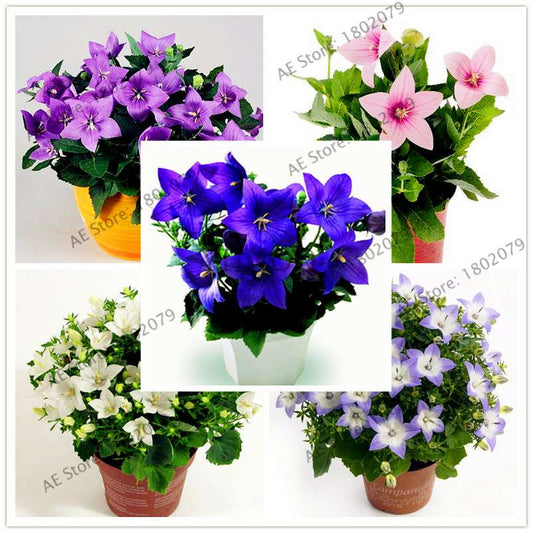 Rare Campanulaceae Flower Seeds - Easy to Grow Indoor/Outdoor Potted Plants for Home & Garden