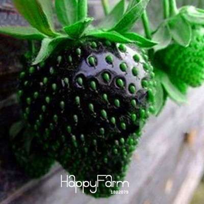 Black Strawberry Seeds - Sweet Bonsai Fruit Plants for Home & Garden Planting