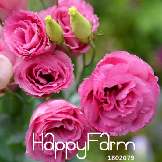 Premium Red Eustoma Seeds - Colorful Lisianthus Flowers for Home Garden | Fast US Shipping