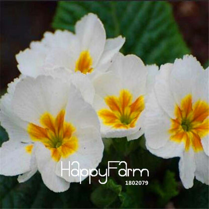Rare Primrose Seeds (Primula Malacoides) - Easy to Grow Bonsai Flower Seeds for Home Garden