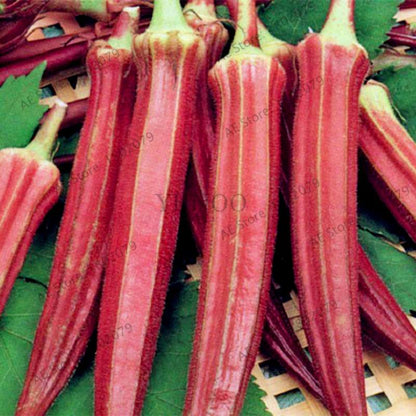 Organic Non-GMO Okra Seeds for Kidney Health - Fun Countryside Garden Supplies