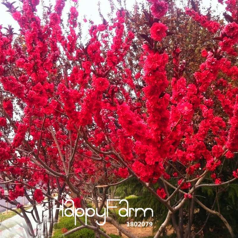 Red Japanese Cherry Blossom Seeds - Sakura Bonsai Tree Mix for Garden & Courtyard