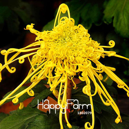 Fragrant Chrysanthemum Seeds - Colorful Bonsai Flower Seeds for Home Garden Planting