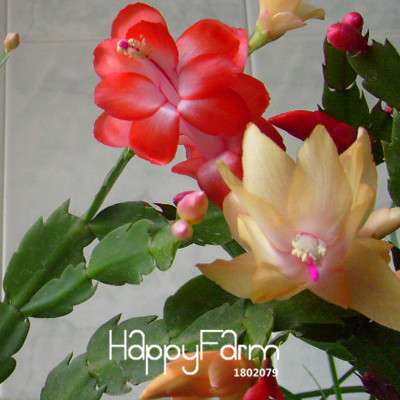 24 Color Rare Schlumbergera Bonsai Seeds - | Unique Truncatus Flower Seeds for Planting