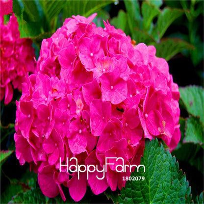 Mixed Hydrangea Seeds - Vibrant Home Garden Flowers for Bonsai & Planting