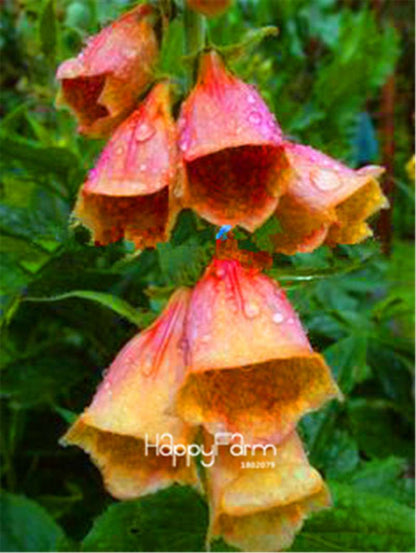 Fritillaria Foxglove Seeds - Potted Bonsai Garden Kit for DIY Home Planting | Premium Quality