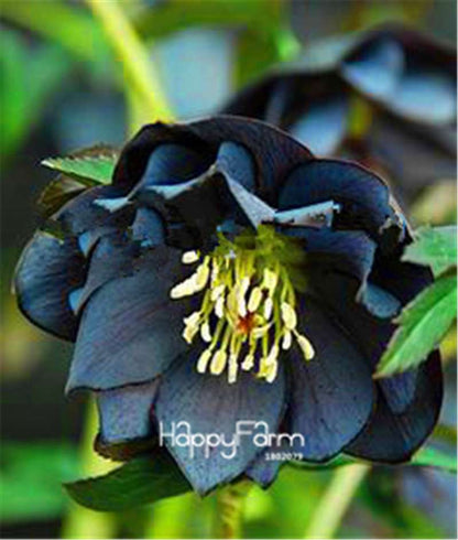 Helleborus Seeds for Bonsai - Grow Exotic Japanese Flowers at Home | DIY Garden Kit