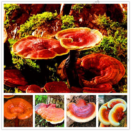 Wild Ganoderma Lucidum Lingzhi Spores - Easy Planting, High Germination Rate for Home Growers