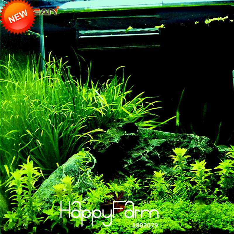 Aquarium Grass Seeds - Random Aquatic Plants for Indoor Tank Beautification | Fast-Growing Water Grass