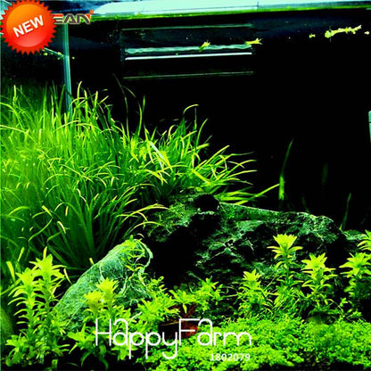Aquarium Grass Seeds - Random Aquatic Plants for Indoor Tank Beautification | Fast-Growing Water Grass