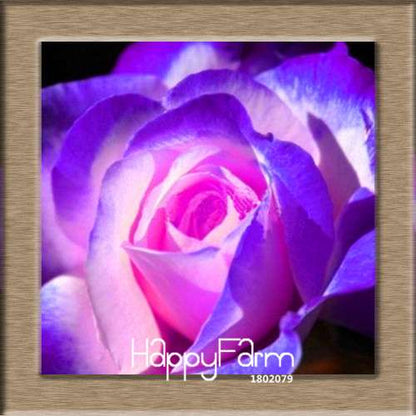 Pink & White Rose Seeds - 24 Rare Colors, for Balcony Planting, Potted Flower Garden