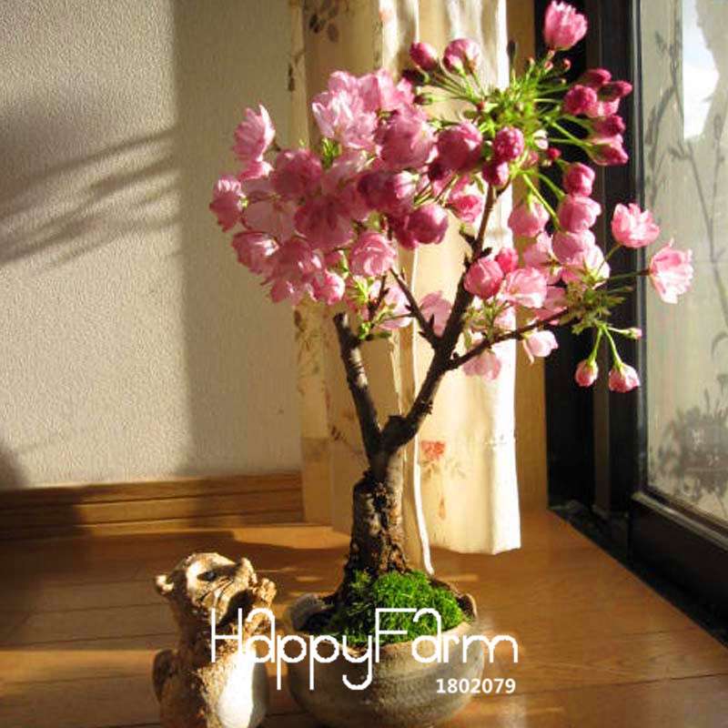 Cherry Bonsai Seeds - Japanese Sakura Tree Seeds for Home Garden Planting