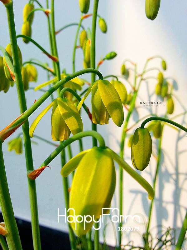 Trachyandra Revoluta Seeds - Exotic Thin-Leaf Potted Plants for Home & Garden | Fast US Shipping