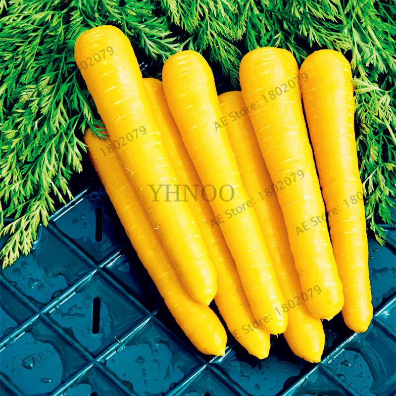 Organic Carrot Seeds - Easy to Grow, Nutrient-Rich Veggies for Home Garden Planting (Healthy, Non-GMO)