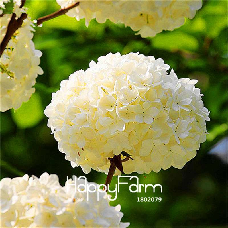 Mixed Hydrangea Seeds - Vibrant Home Garden Flowers for Bonsai & Planting