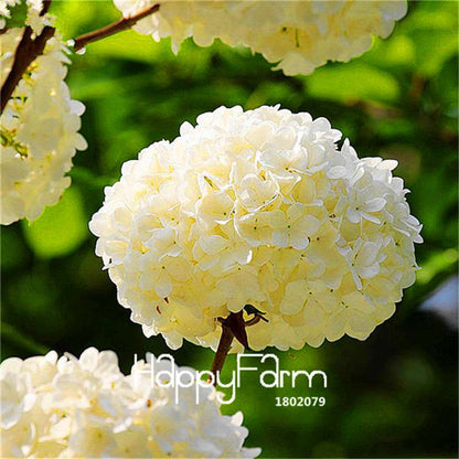 Mixed Hydrangea Seeds - Vibrant Home Garden Flowers for Bonsai & Planting