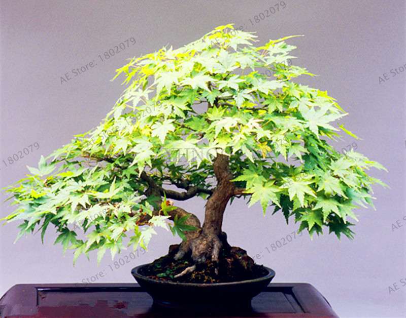 Premium Japanese Red Maple Bonsai Seeds - Gorgeous Indoor Home Tree - Fast US Shipping