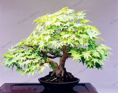 Premium Japanese Red Maple Bonsai Seeds - Gorgeous Indoor Home Tree - Fast US Shipping
