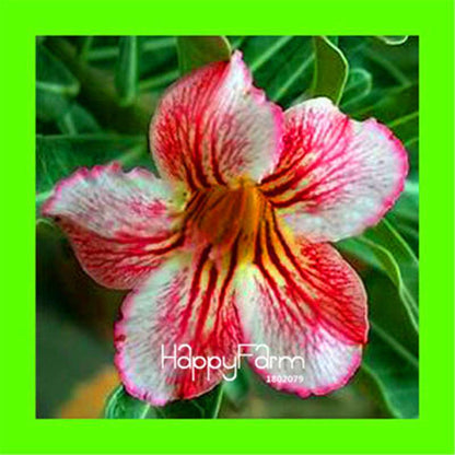 Desert Rose Seeds - Stunning Bonsai Flower for Garden, Balcony & Pots