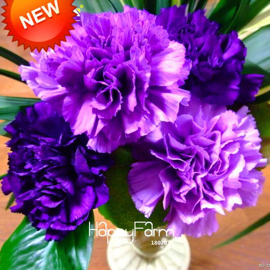 Purple Carnation Seeds - Potted Garden Flowers, Dianthus Caryophyllus, Easy Grow, USA Seller
