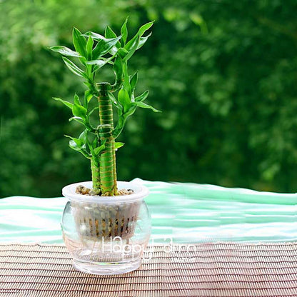 6 Types Lucky Bamboo Seeds - 95% Germination, Dracaena Variety for Home & Garden