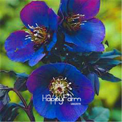 Helleborus Seeds for Bonsai - Grow Exotic Japanese Flowers at Home | DIY Garden Kit