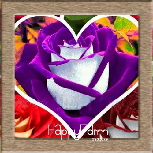 Pink & White Rose Seeds - 24 Rare Colors, for Balcony Planting, Potted Flower Garden