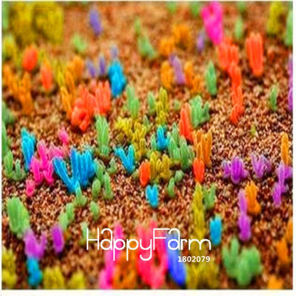 Colorful Monilaria Obconica Seeds - Little Rabbit Succulent Mix for Potted Bonsai & Home Garden