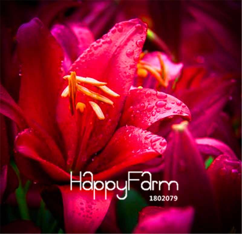 Lily Flower Seeds - Easy to Grow Bonsai Plants for Home & Garden | Fast Blooming
