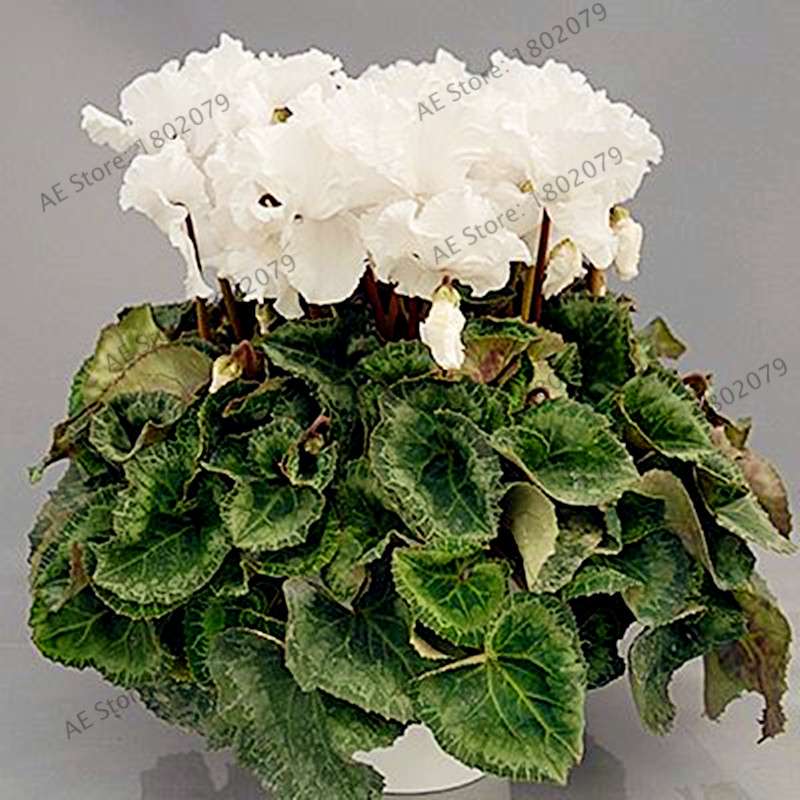 Cyclamen Seeds - Perennial Bonsai Plants for Home & Garden, Easy to Grow, Fast Shipping