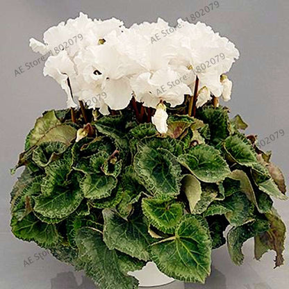 Cyclamen Seeds - Perennial Bonsai Plants for Home & Garden, Easy to Grow, Fast Shipping