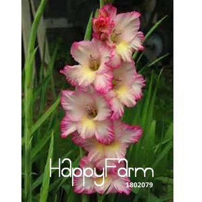Rare Gladiolus Flower Seeds - Colorful Perennial Sword Lily for Home Garden Planting