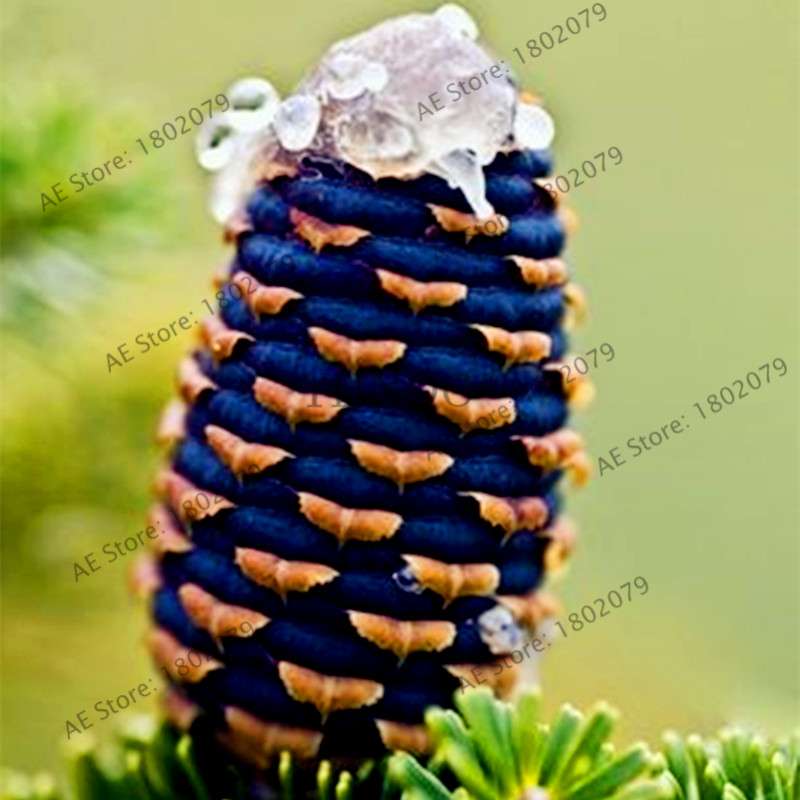 Korean Fir Seeds (Abies koreana) - Year-Round Bonsai Tree Planting, DIY Home Garden Decor & Landscaping